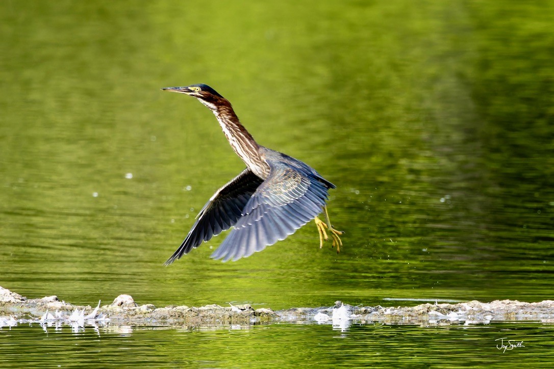 Green Heron - Jay Smith 𓅣