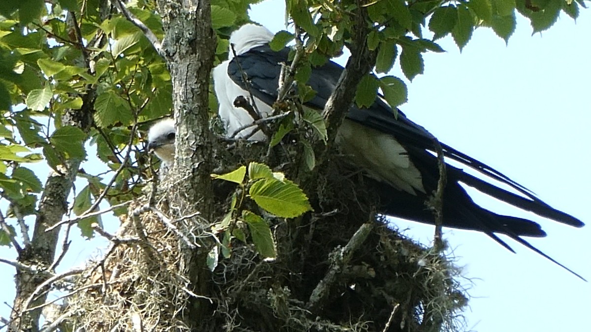 Swallow-tailed Kite - ML622236288