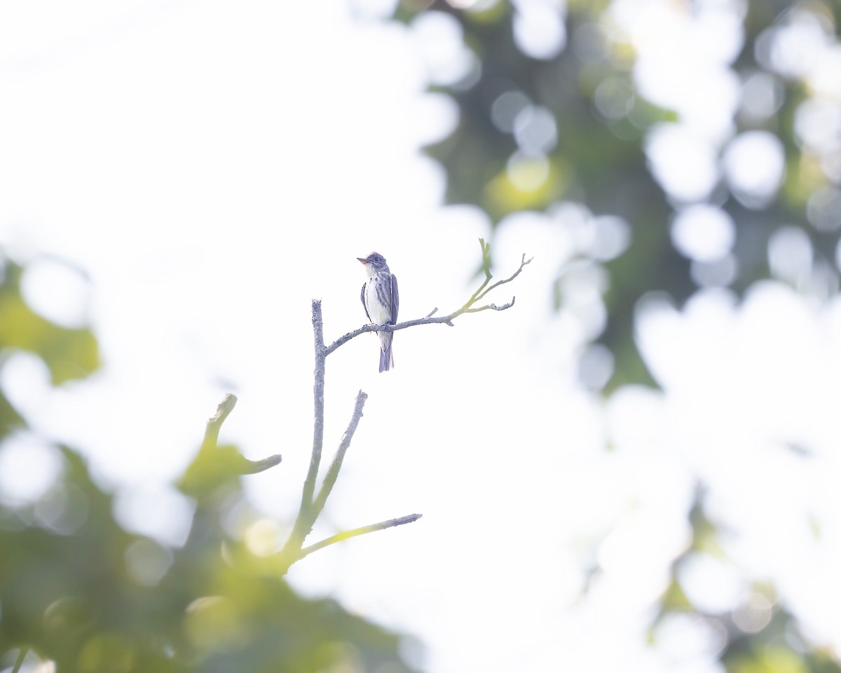 Olive-sided Flycatcher - Nathan Rees