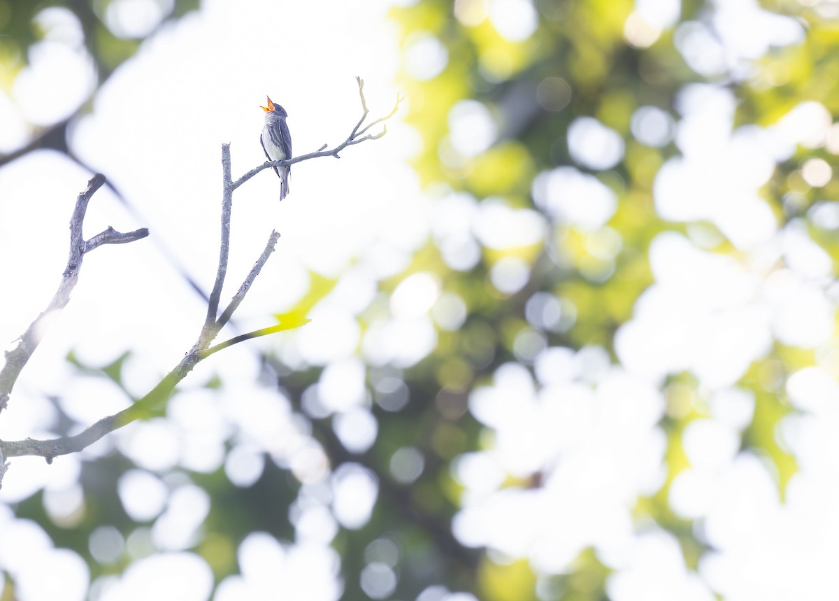 Olive-sided Flycatcher - ML622236436