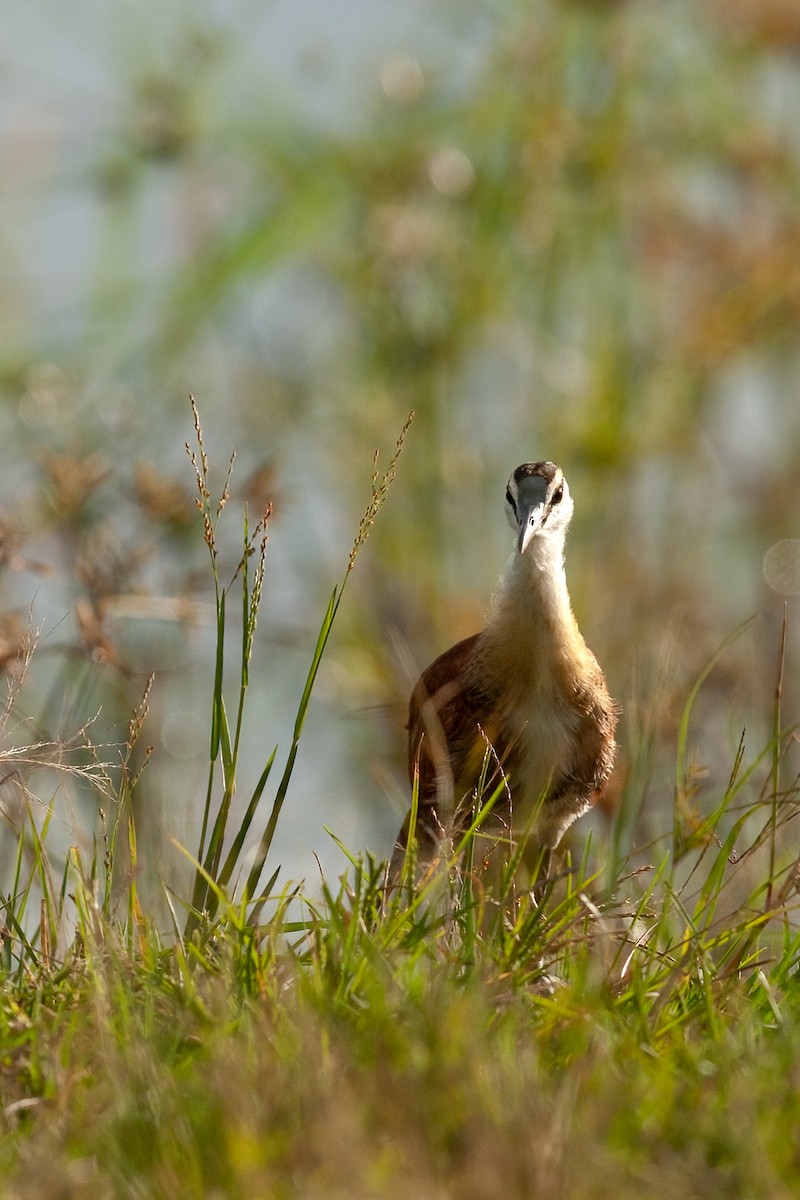 African Jacana - ML622236456