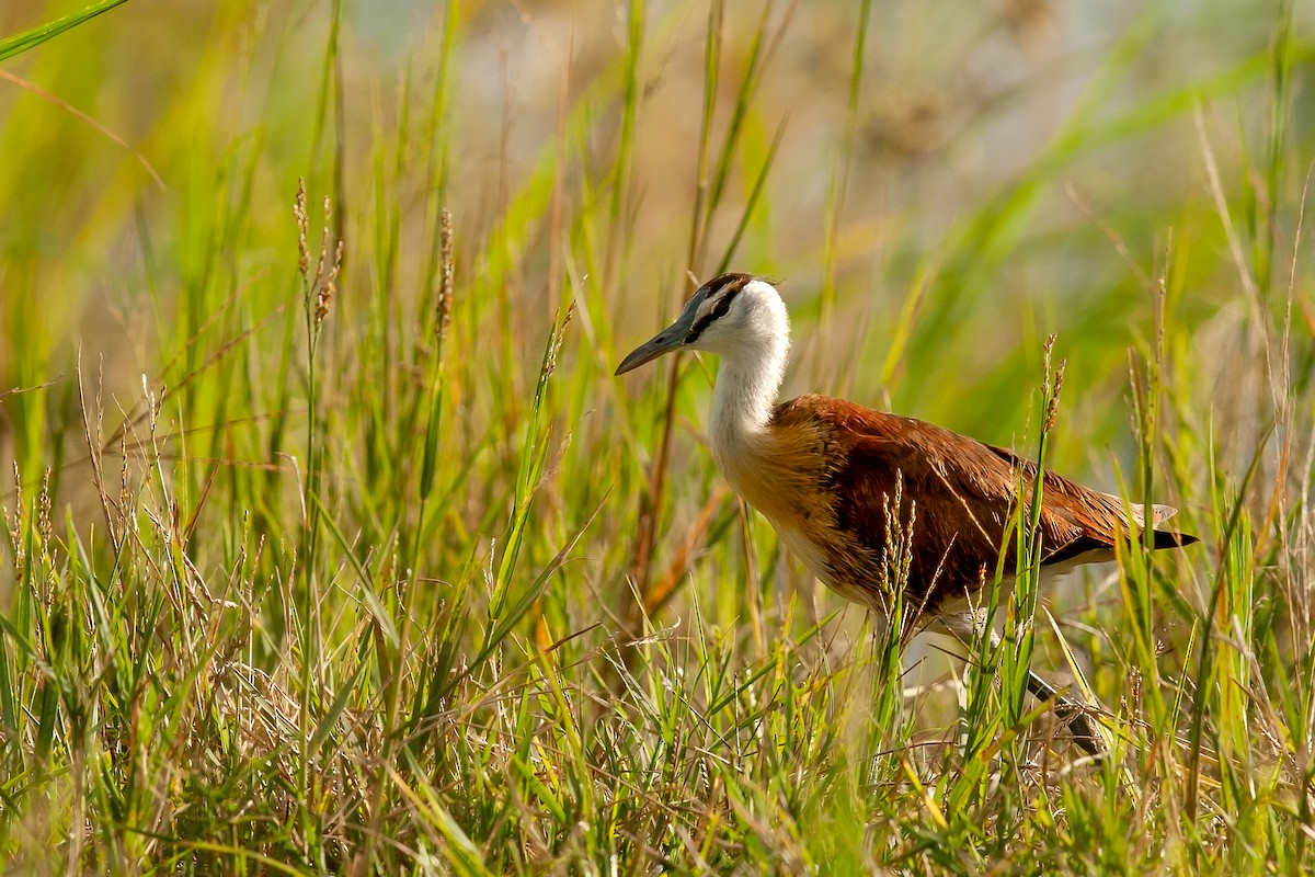 African Jacana - ML622236457