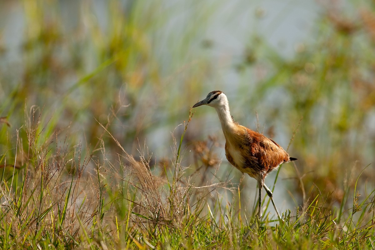 African Jacana - ML622236458