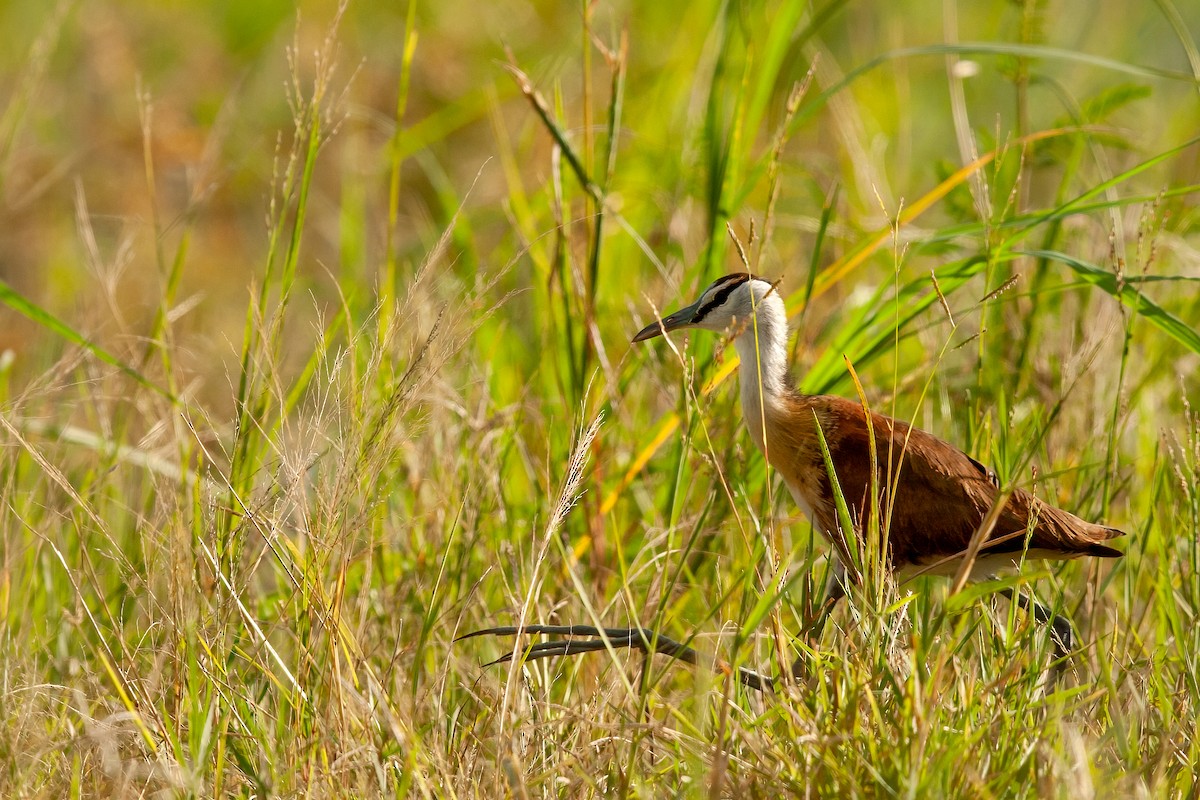 African Jacana - ML622236459