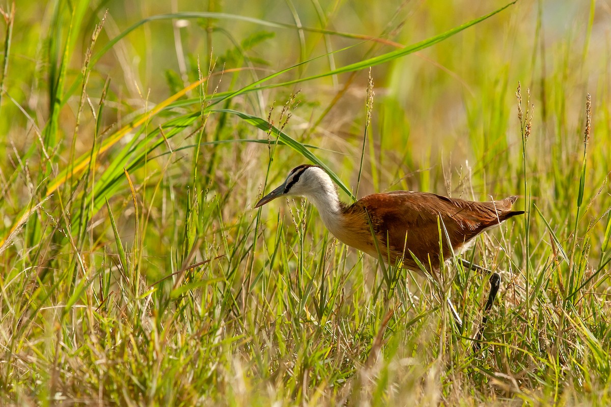 African Jacana - ML622236460