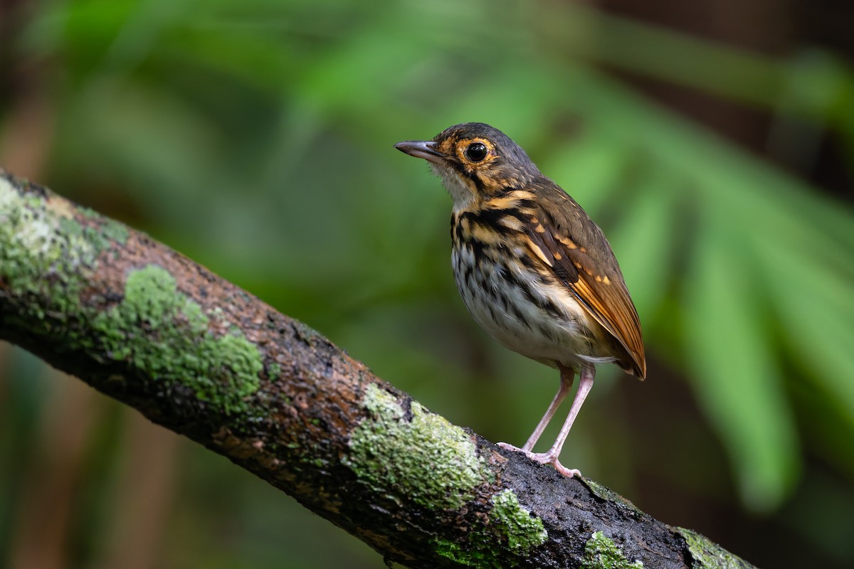 Streak-chested Antpitta - ML622236493