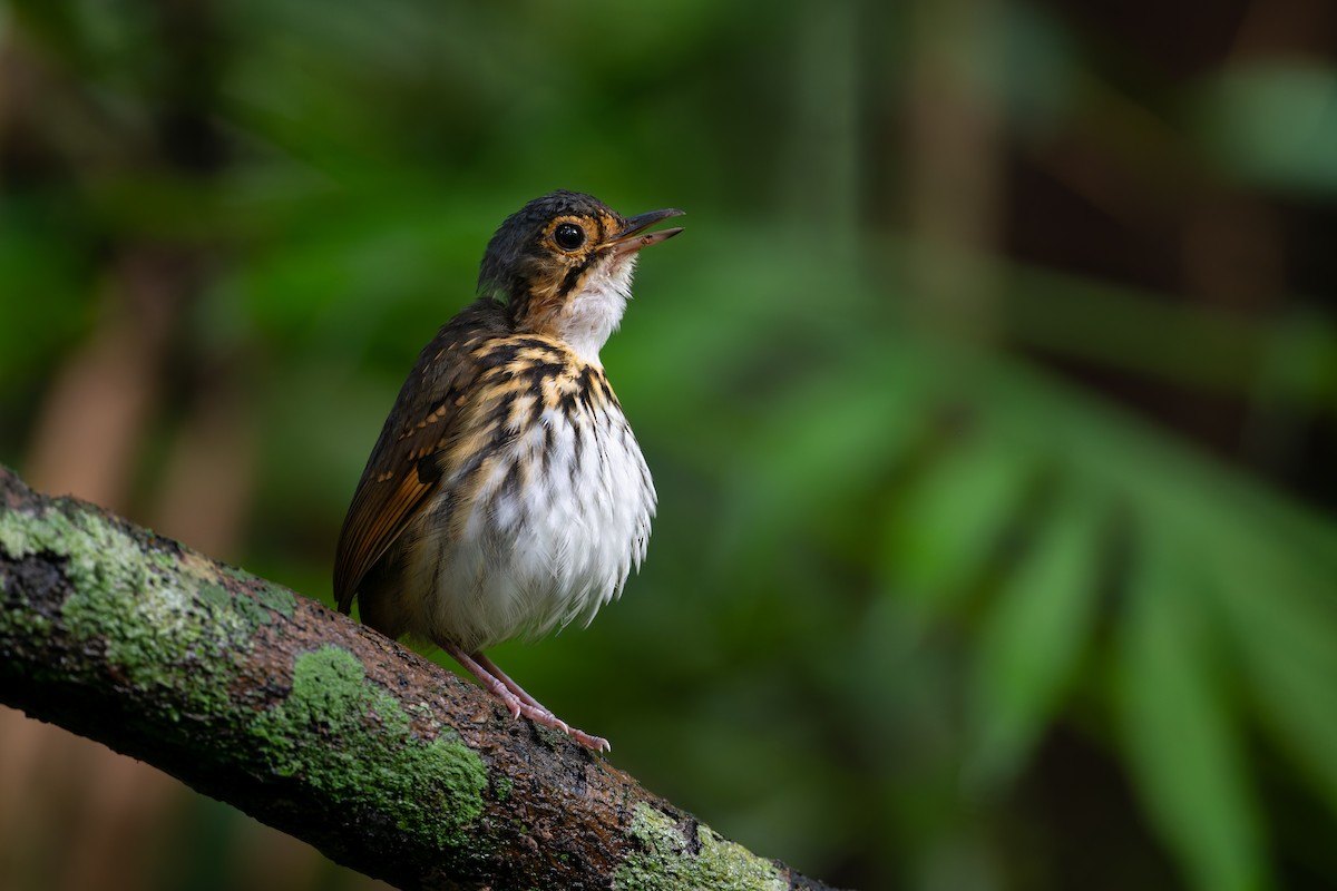 Streak-chested Antpitta - ML622236494