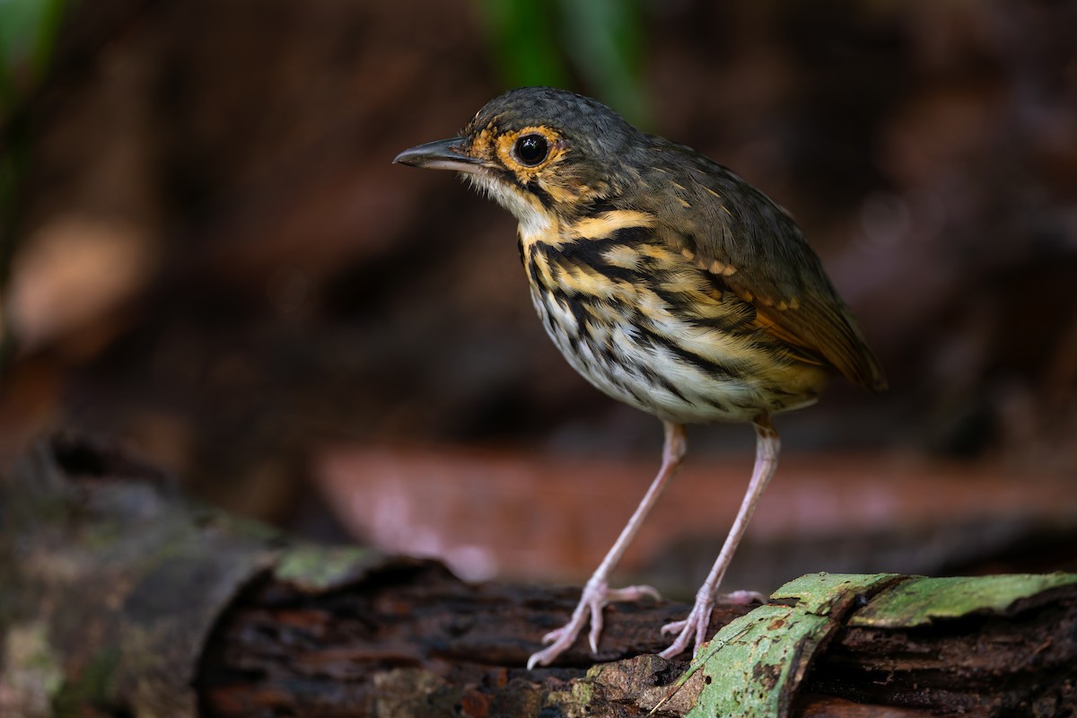 Streak-chested Antpitta - ML622236495