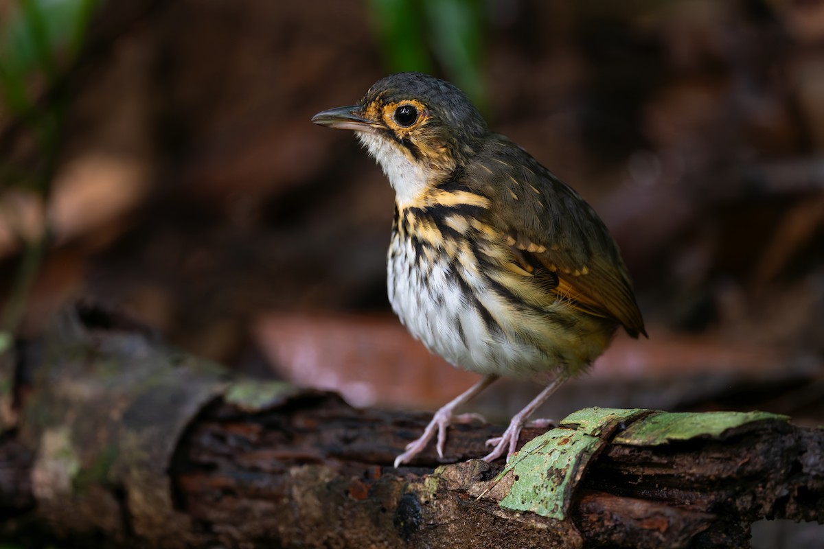 Streak-chested Antpitta - ML622236496