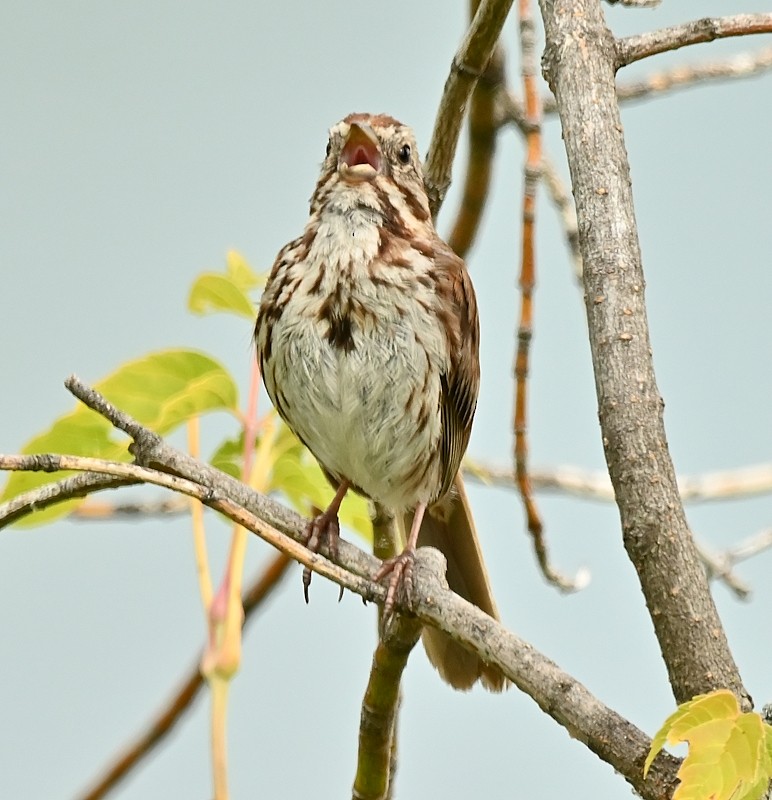 Song Sparrow - ML622236506