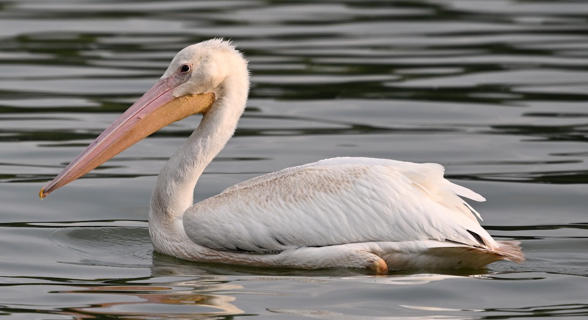 American White Pelican - ML622236547