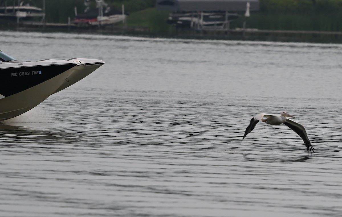 American White Pelican - ML622236549