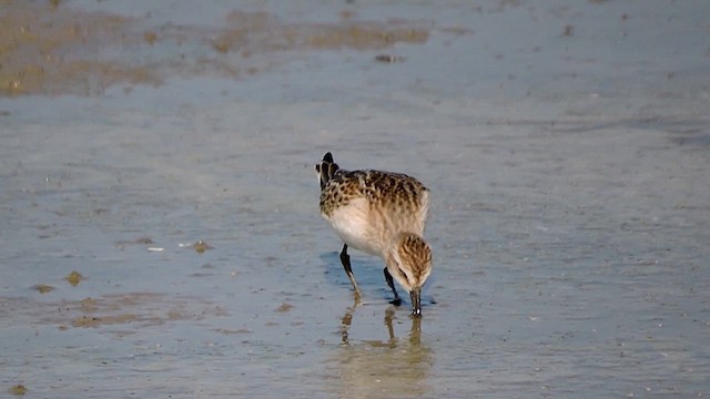 Semipalmated Sandpiper - ML622236767