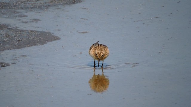 Baird's Sandpiper - ML622236770