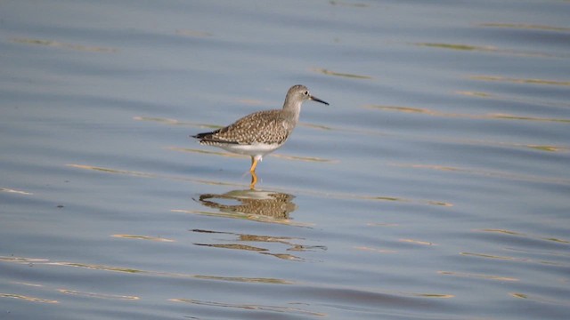 Lesser Yellowlegs - ML622236777