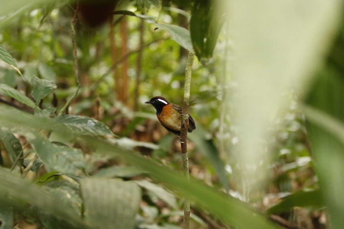Chestnut-belted Gnateater - ML622236816