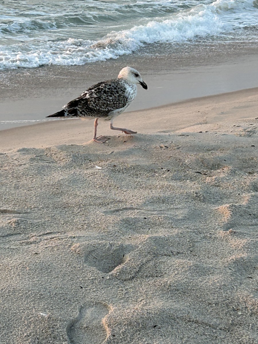 Great Black-backed Gull - Will M.