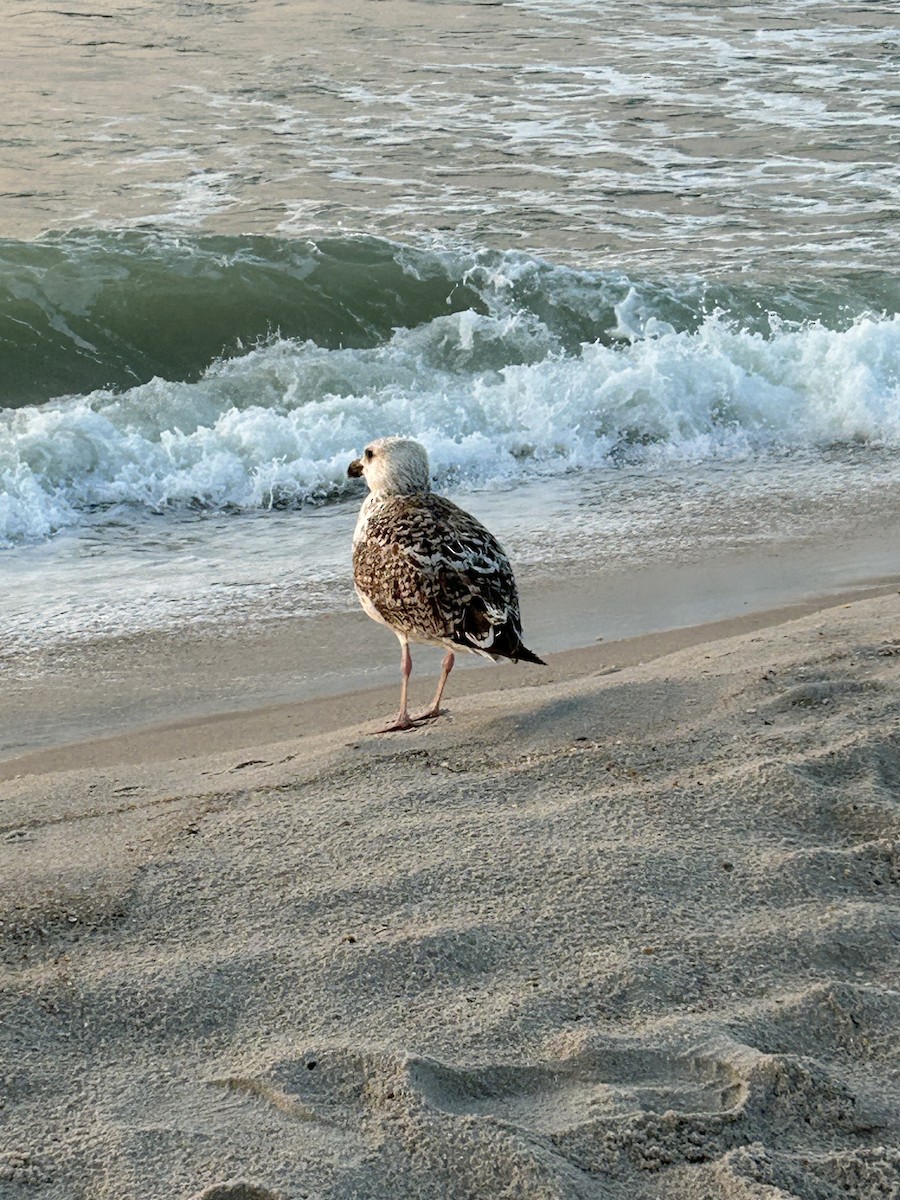 Great Black-backed Gull - ML622236833