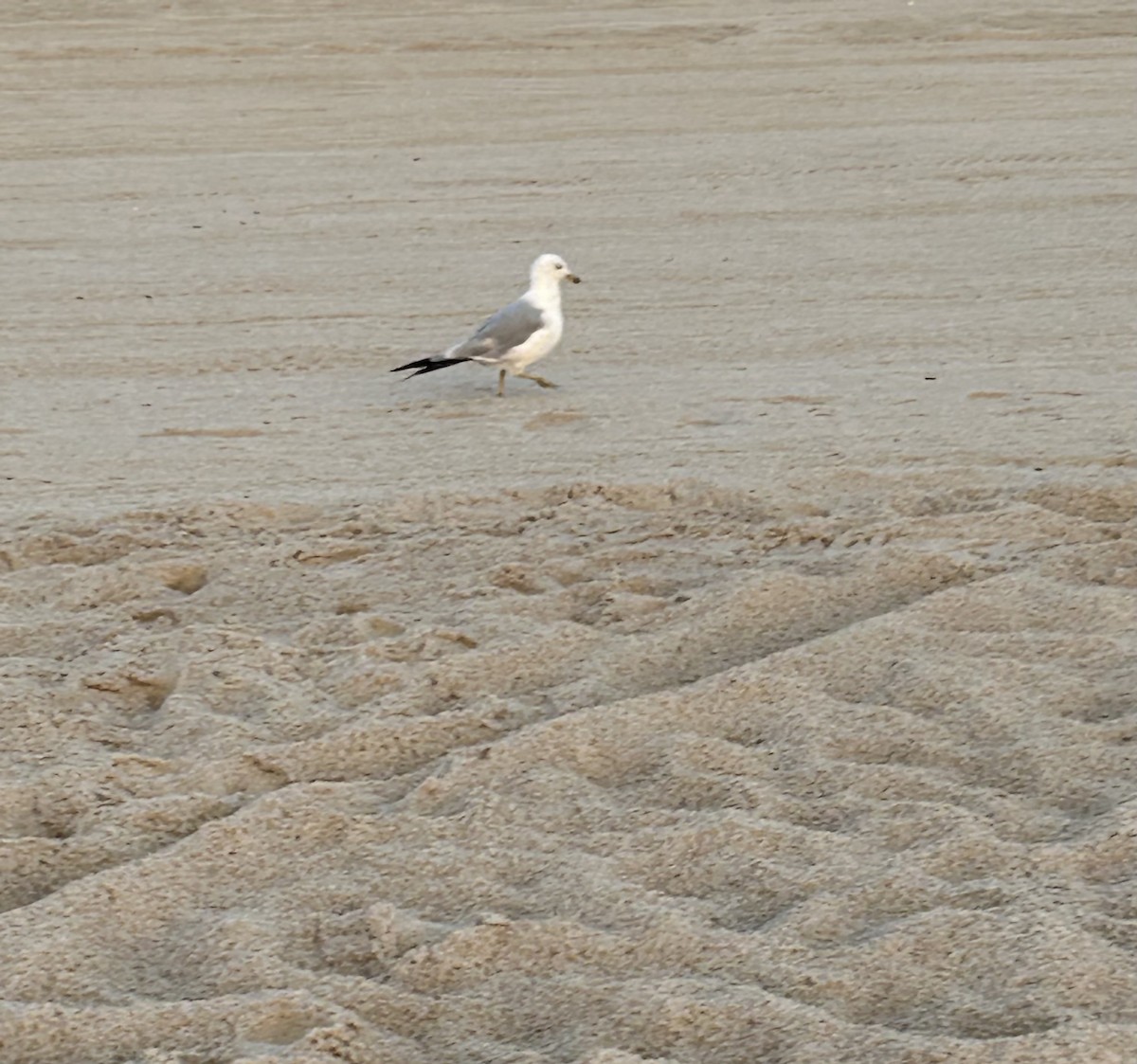 Ring-billed Gull - ML622236845