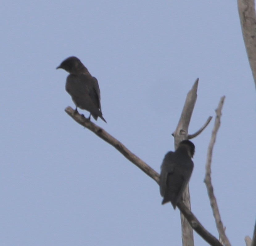 Purple Martin - ML622236864