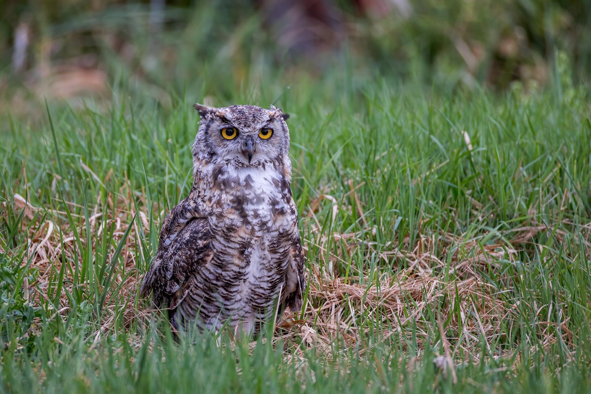 Great Horned Owl - ML622236902