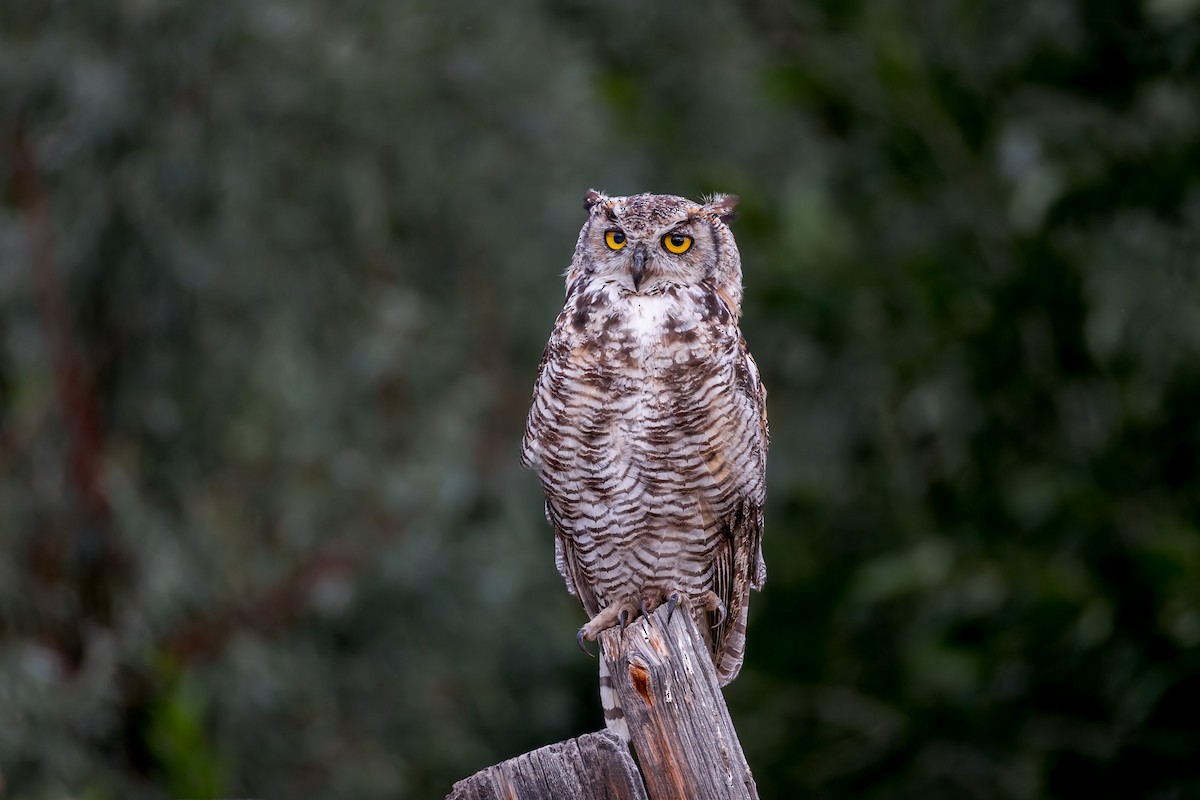 Great Horned Owl - ML622236903