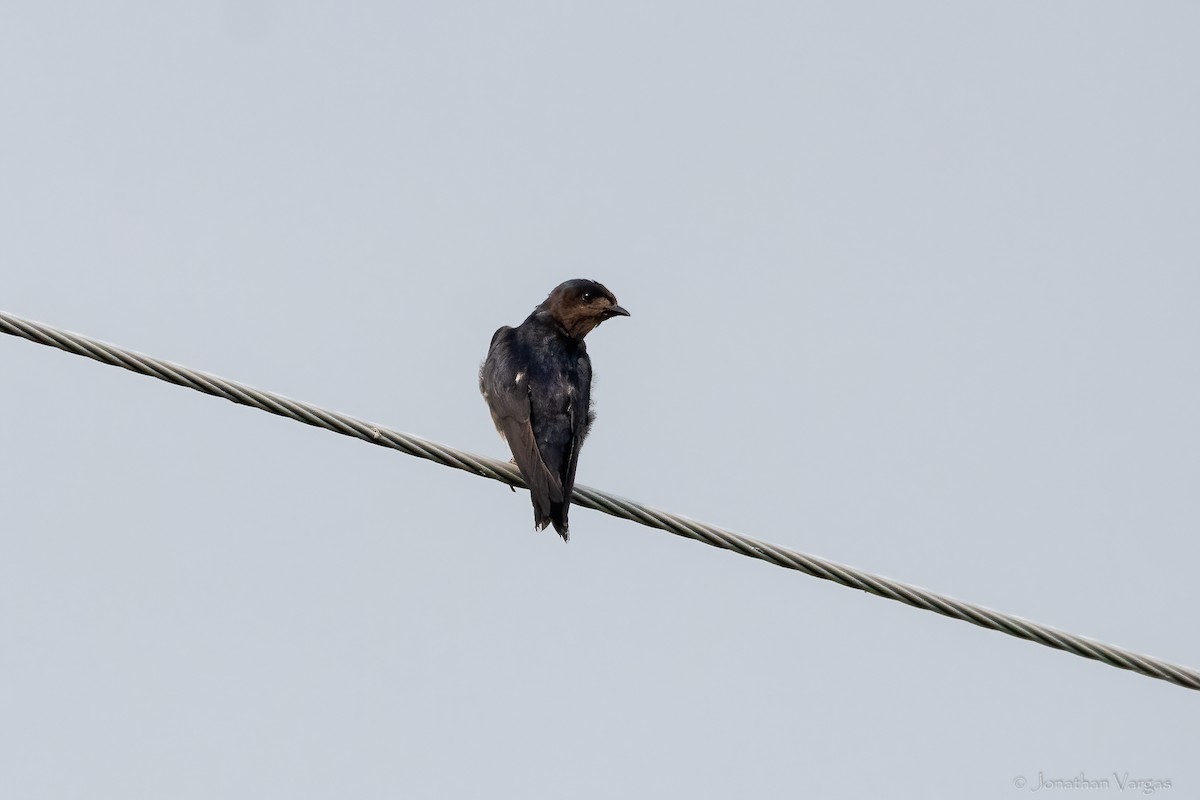 Golondrina Sinaloense - ML622236924