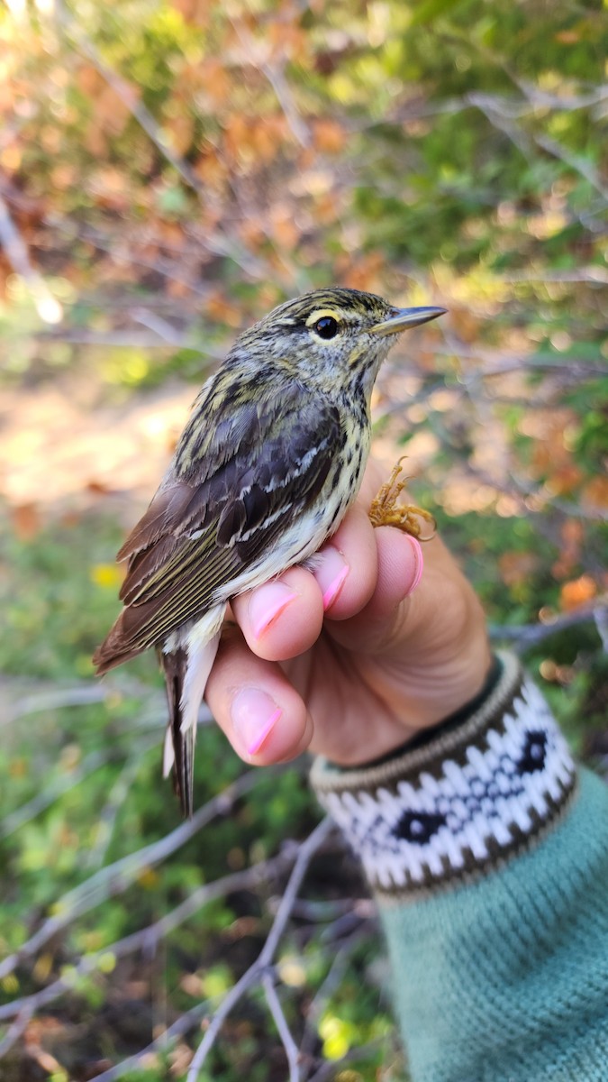 Blackpoll Warbler - ML622236956