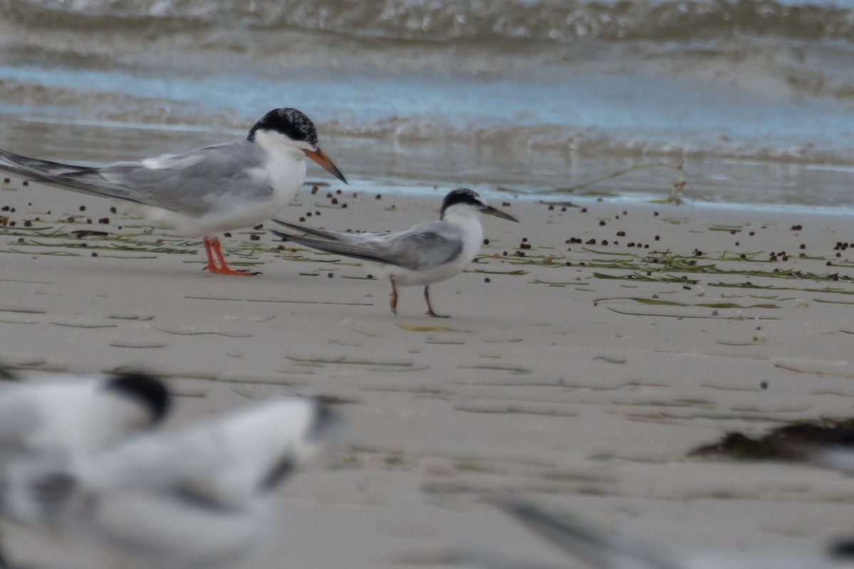 Forster's Tern - Gabrielle Harrison