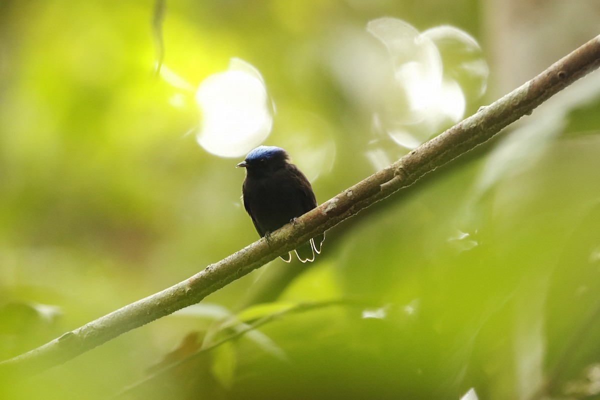 Blue-capped Manakin - ML622236982