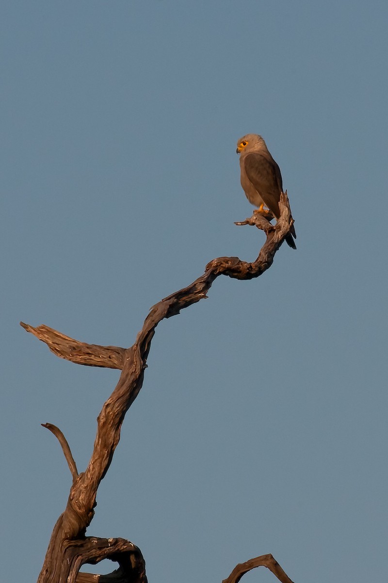 Dickinson's Kestrel - ML622237026