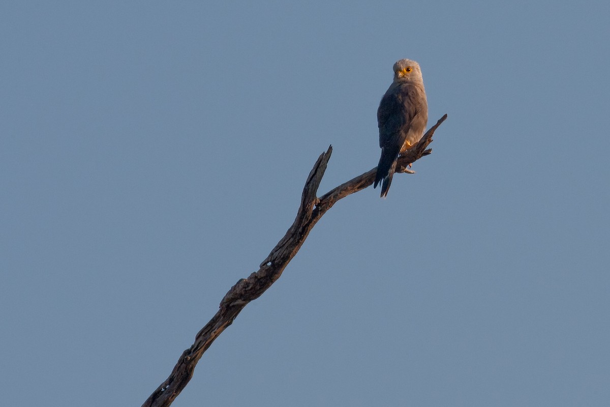 Dickinson's Kestrel - ML622237027