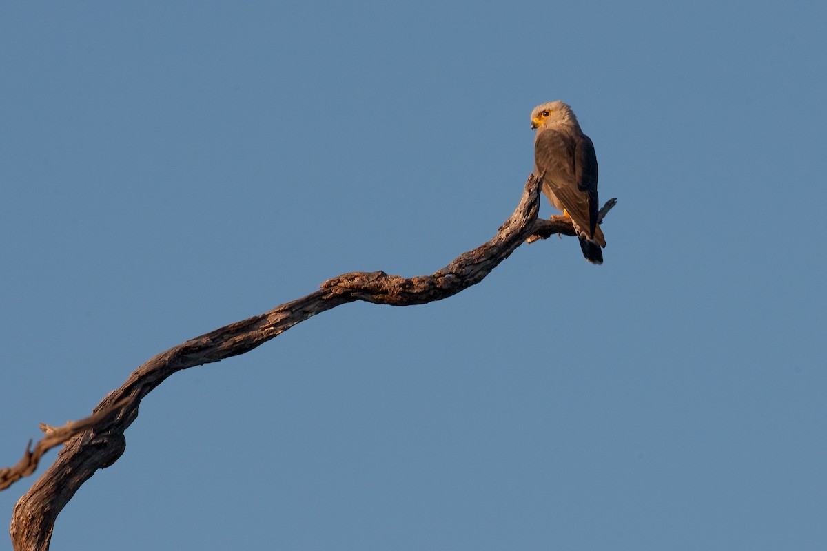 Dickinson's Kestrel - ML622237028