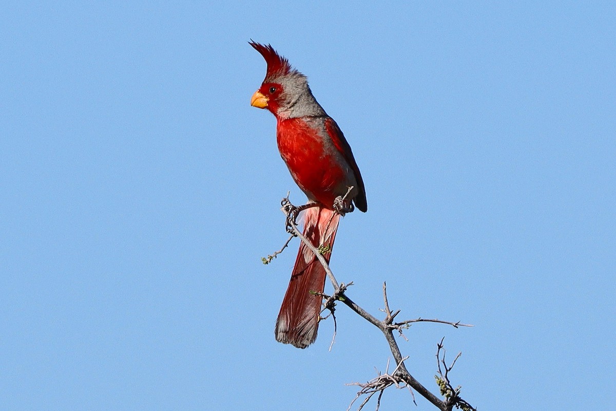 ムネアカコウカンチョウ - ML622237039