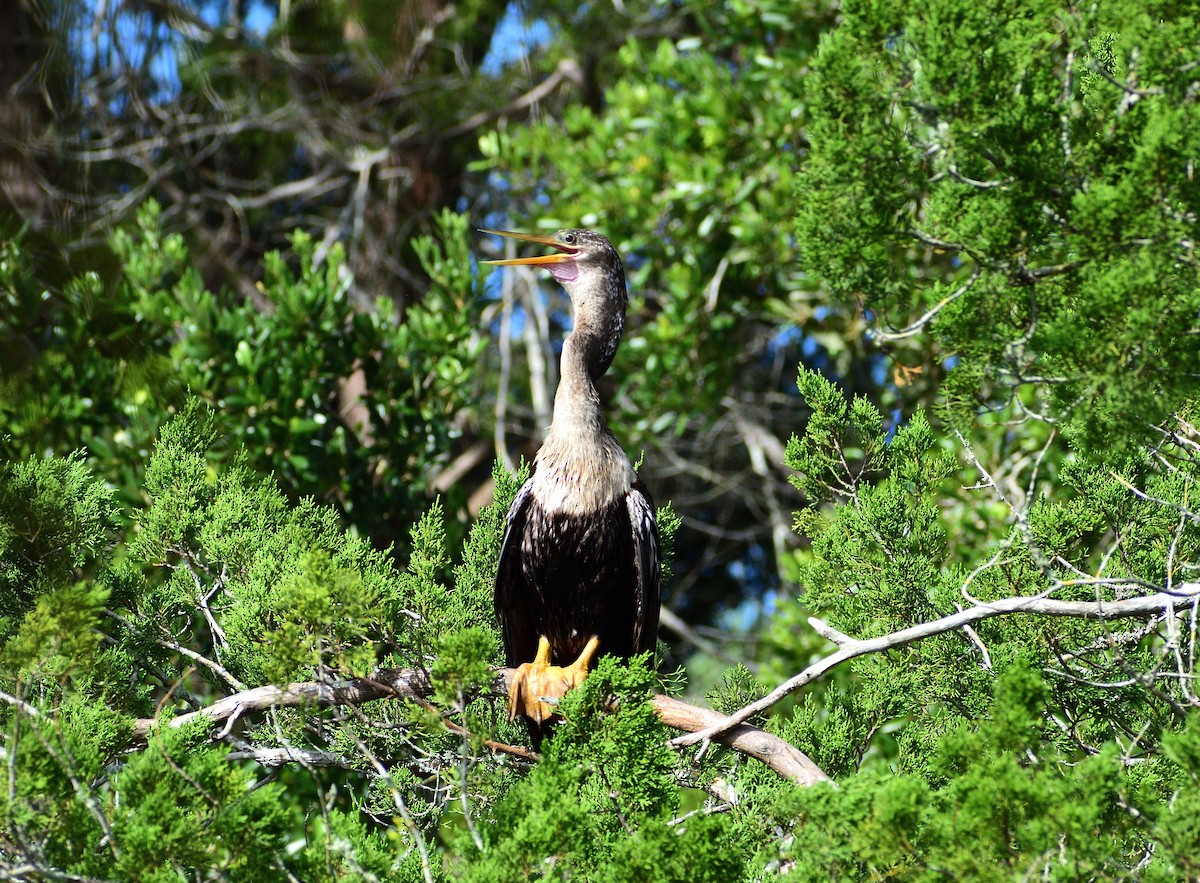 アメリカヘビウ - ML622237047