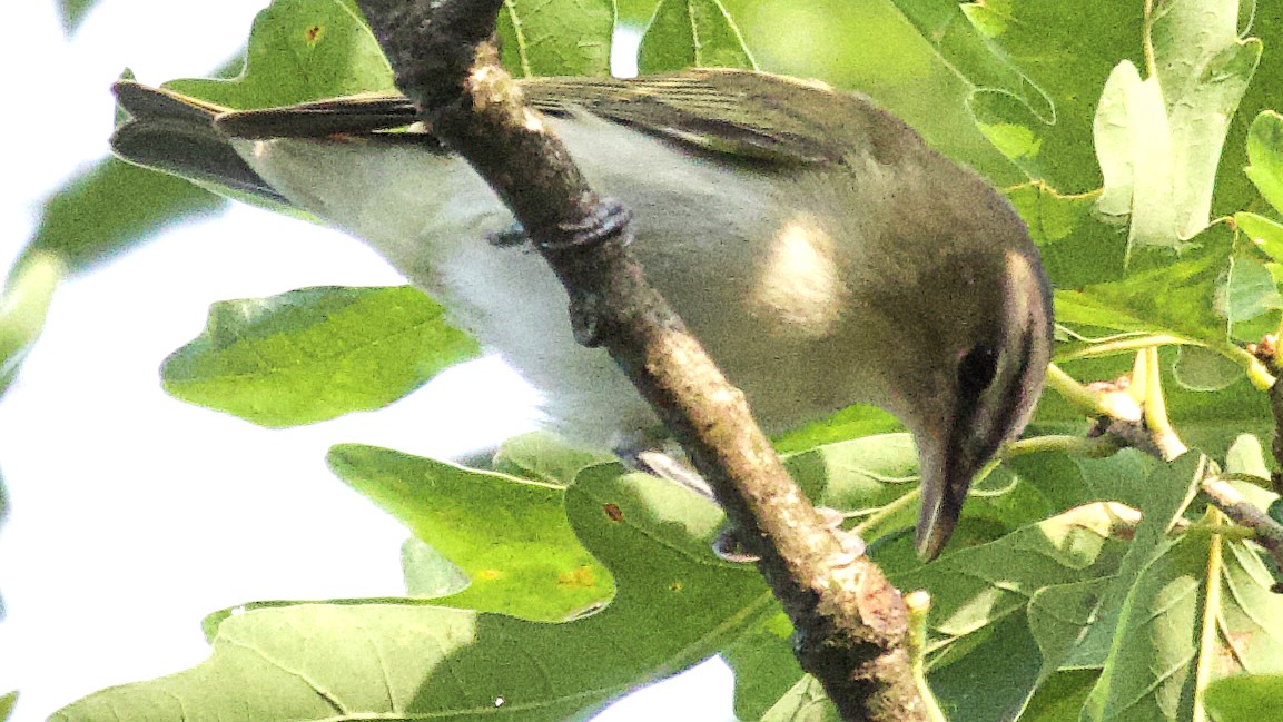 Rotaugenvireo - ML622237090