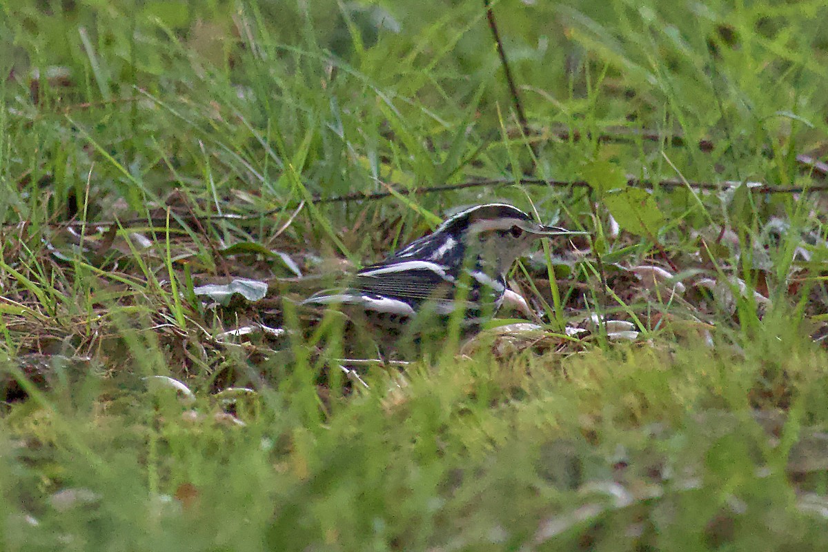 Black-and-white Warbler - Tibbett Speer