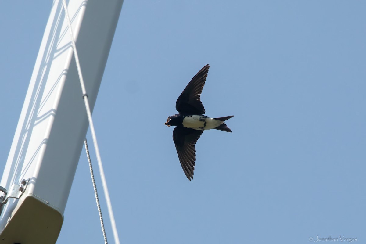 Golondrina Sinaloense - ML622237099