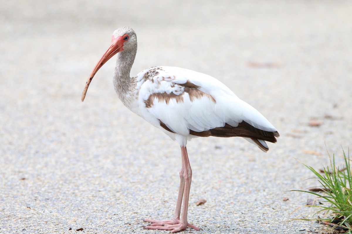 White Ibis - ML62223711