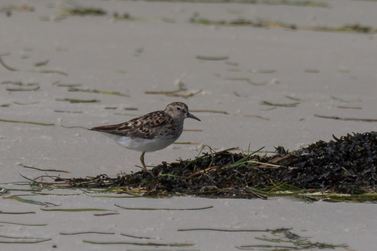 Least Sandpiper - ML622237115