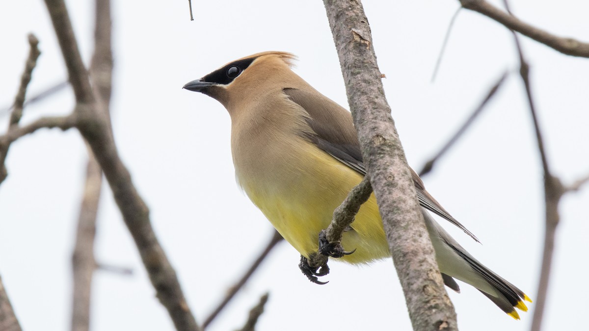 Cedar Waxwing - Robert & Susan Codd