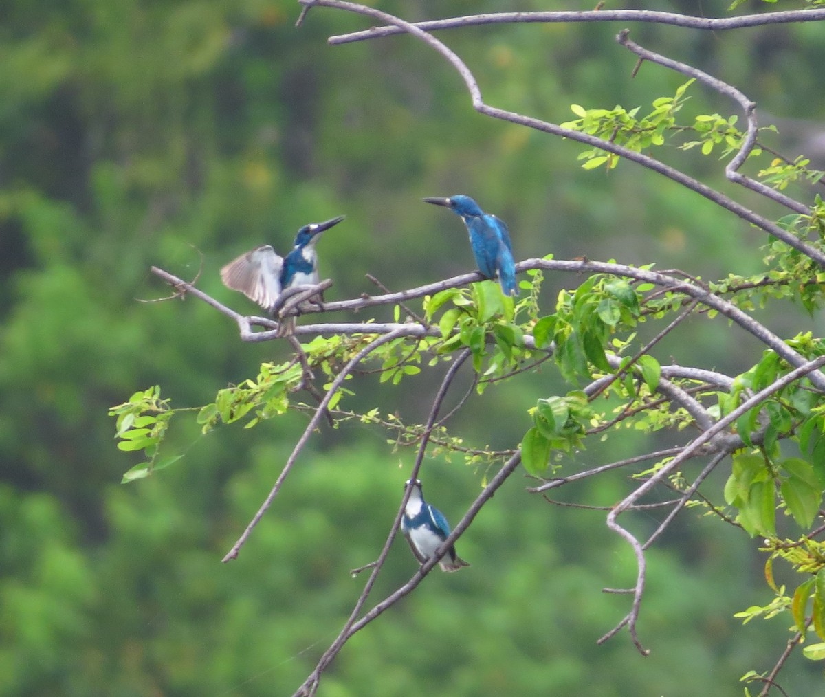 Small Blue Kingfisher - ML622237143