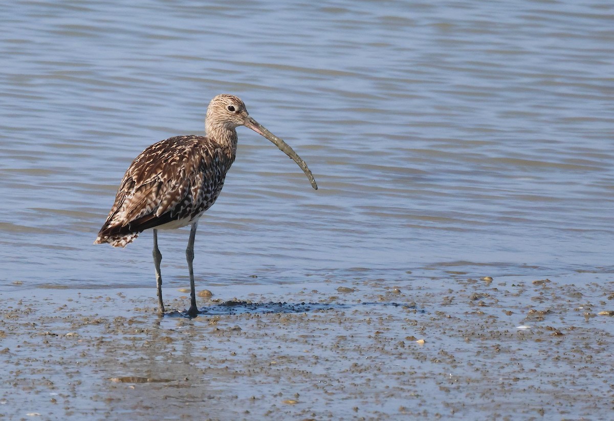 Eurasian Curlew - ML622237236