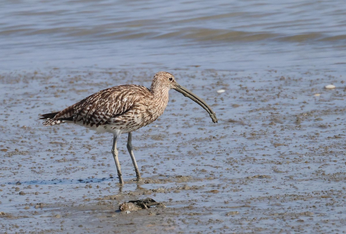 Eurasian Curlew - ML622237242