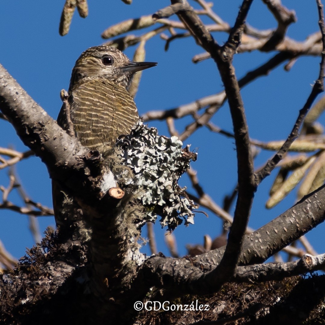 Dot-fronted Woodpecker - ML622237265