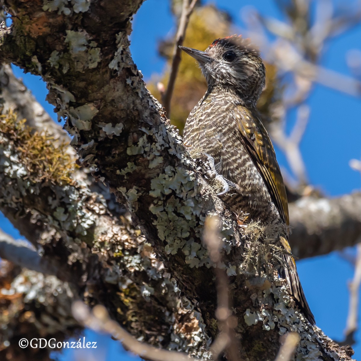 Dot-fronted Woodpecker - ML622237266