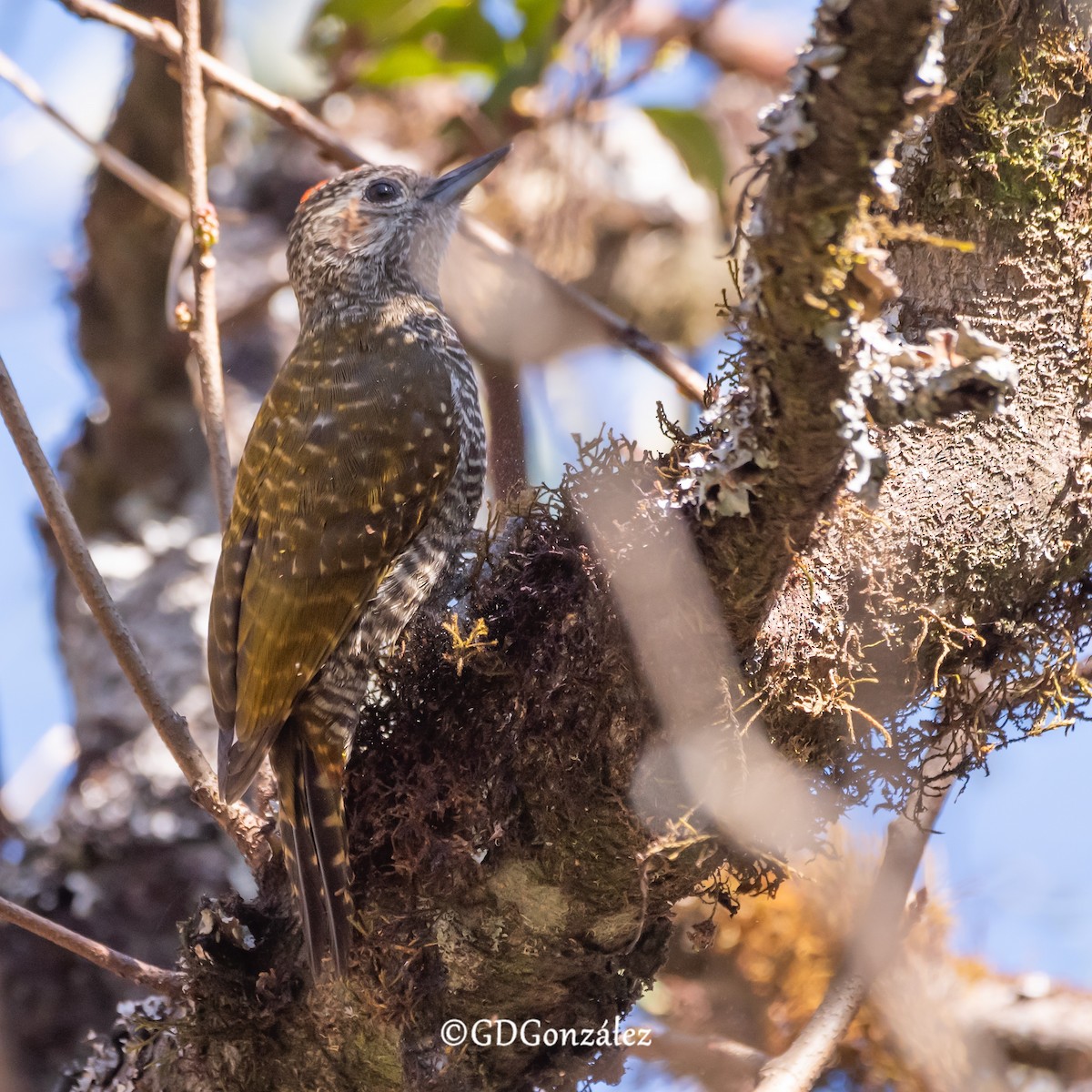 Dot-fronted Woodpecker - ML622237267