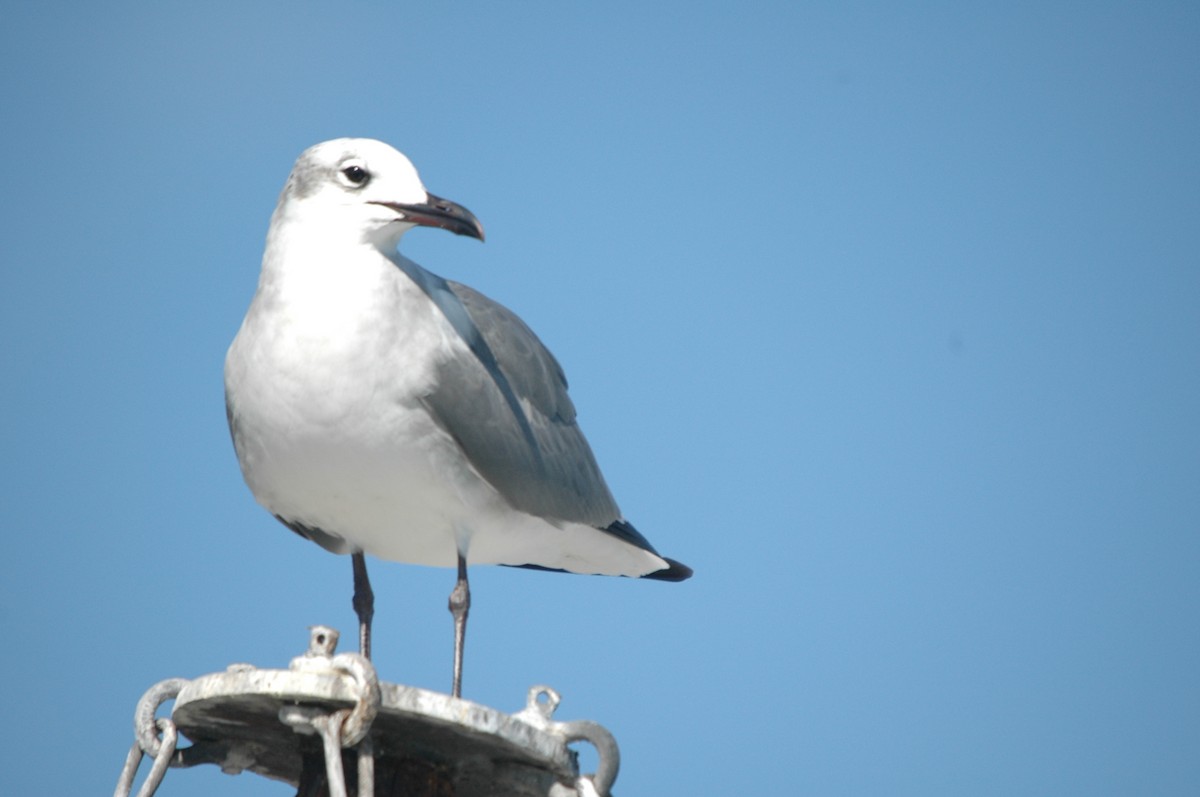 Laughing Gull - Tony Stewart