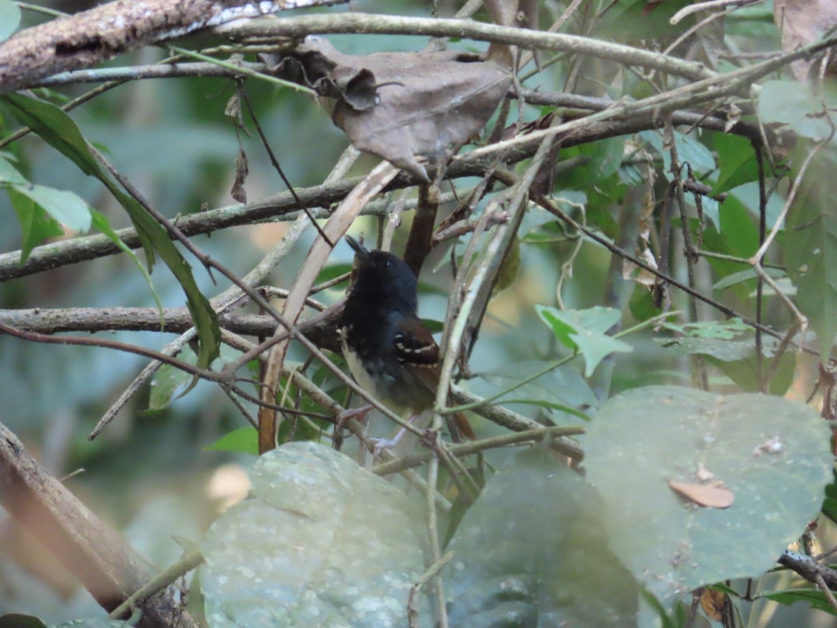 Chestnut-tailed Antbird - ML622237294