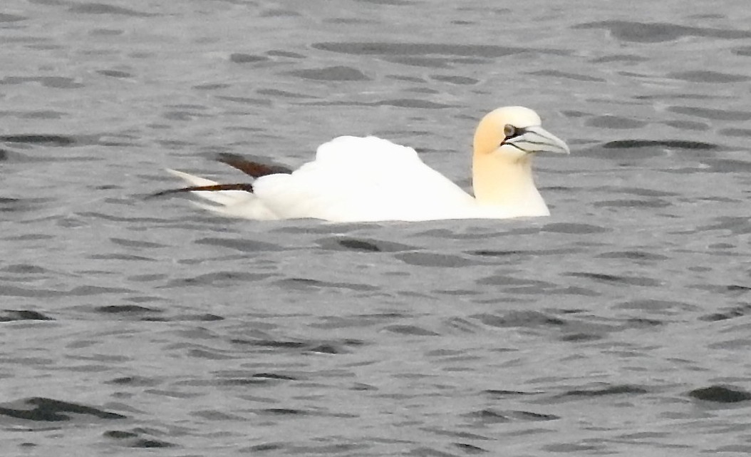Northern Gannet - ML622237301